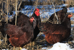 <strong>羅斯褐雞（Rhode Island Red）生長周期是多久，繁殖能力怎么樣?</strong>