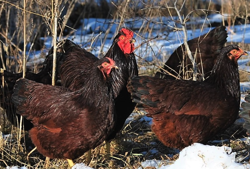 羅斯褐雞（Rhode Island Red）生長周期是多久，繁殖能力怎么樣?