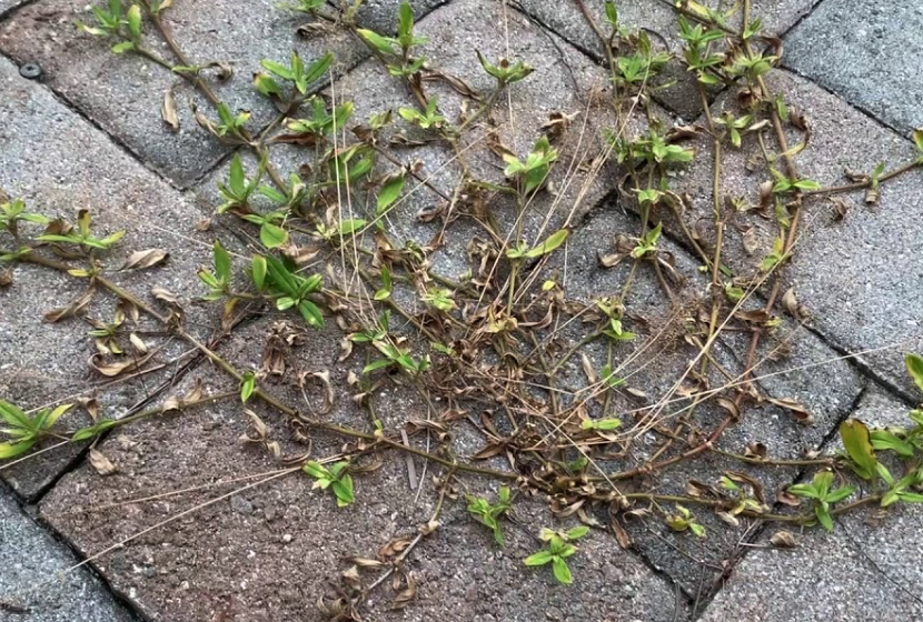 豆科威農藥可以用來除草嗎，有哪些注意事項?