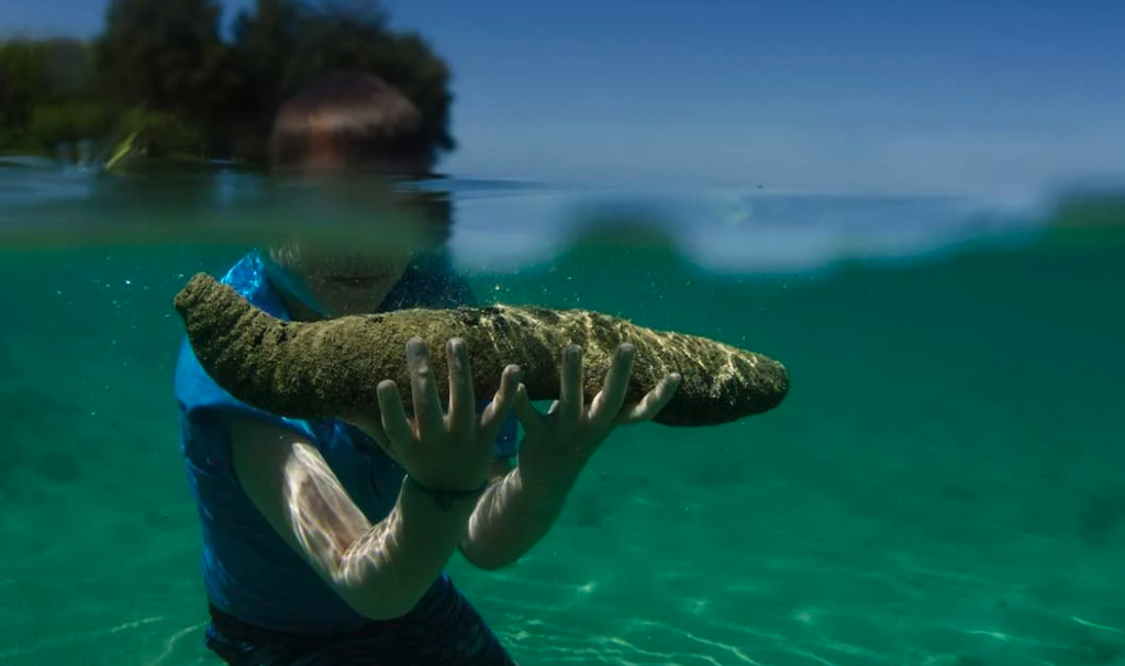 海參和鮑魚可以進行混養嗎，有哪些好處？