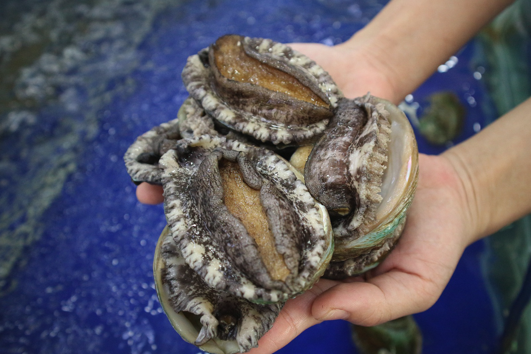 海參和鮑魚可以進行混養嗎，有哪些好處？