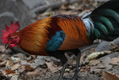 <strong>洛島紅雞原產地是哪里，有哪些優勢特點?</strong>