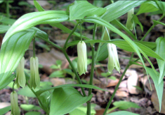 <strong>寶鐸草對(duì)光照和土壤有哪些要求，有哪些價(jià)值？</strong>