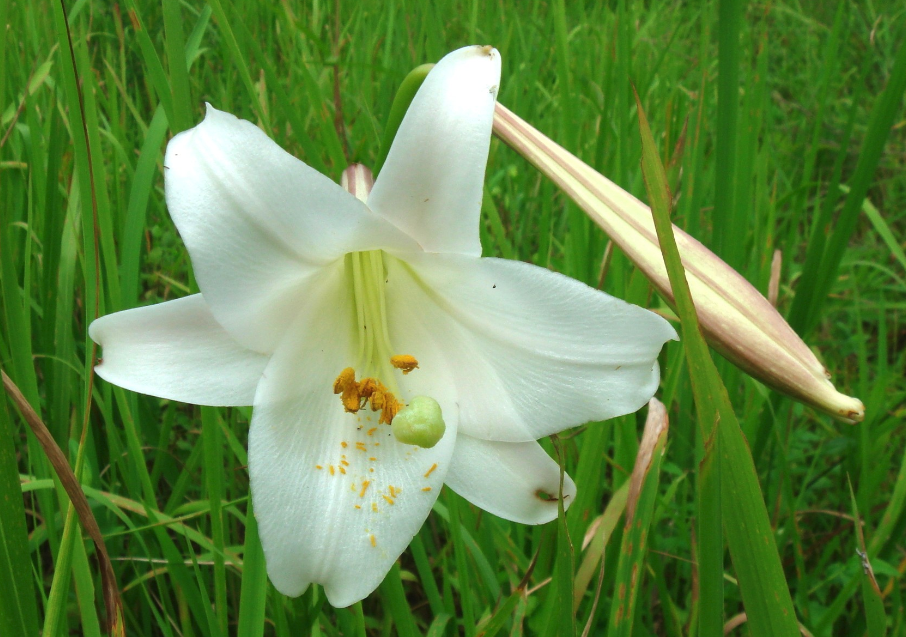 松葉百合花期在什么時候，如何繁殖?