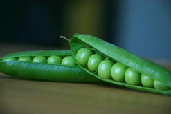 <strong>豌豆可以作為蛋鴨的飼料嗎，有什么好處?</strong>