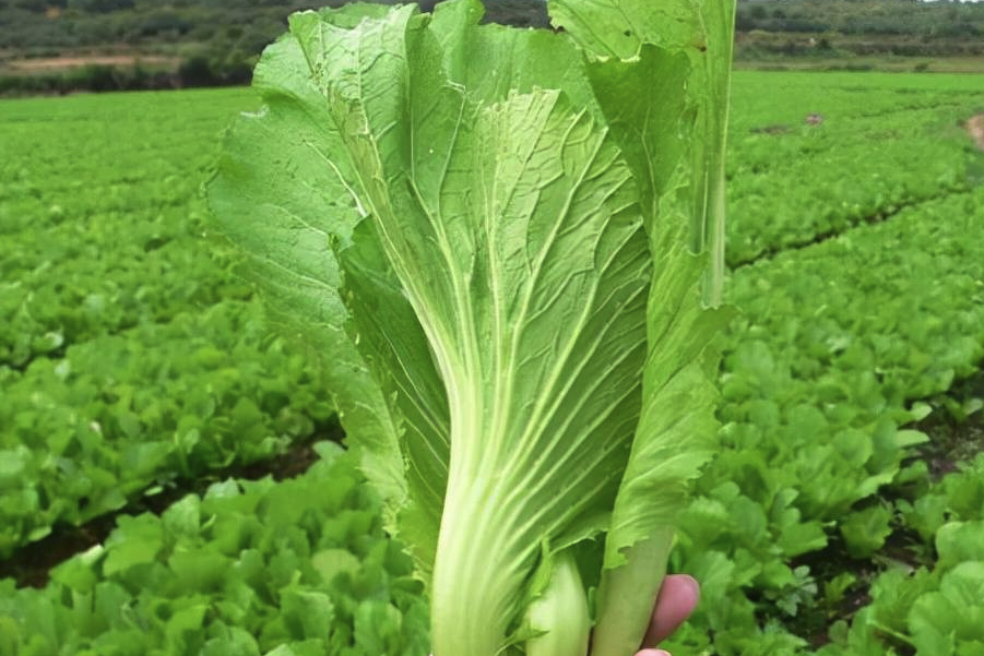 芥菜種植可以鋪設遮陽網嗎，有哪些好處?