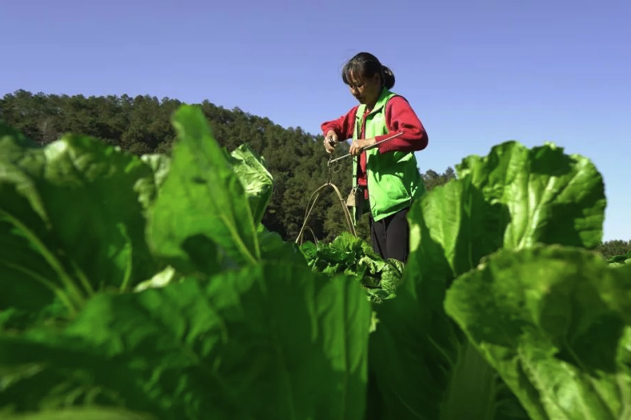 芥菜種植可以鋪設遮陽網嗎，有哪些好處?