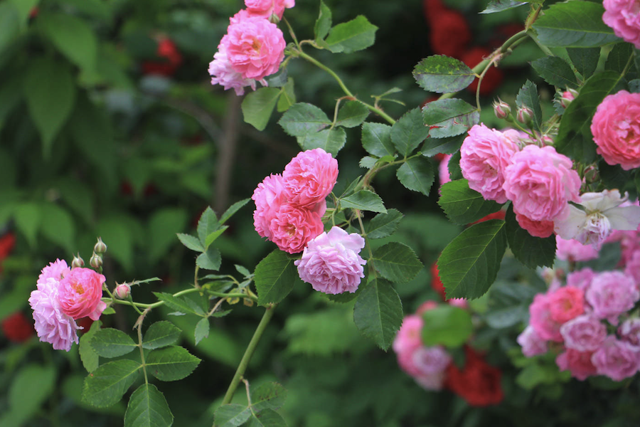 粉團薔薇如何進行分株繁殖?