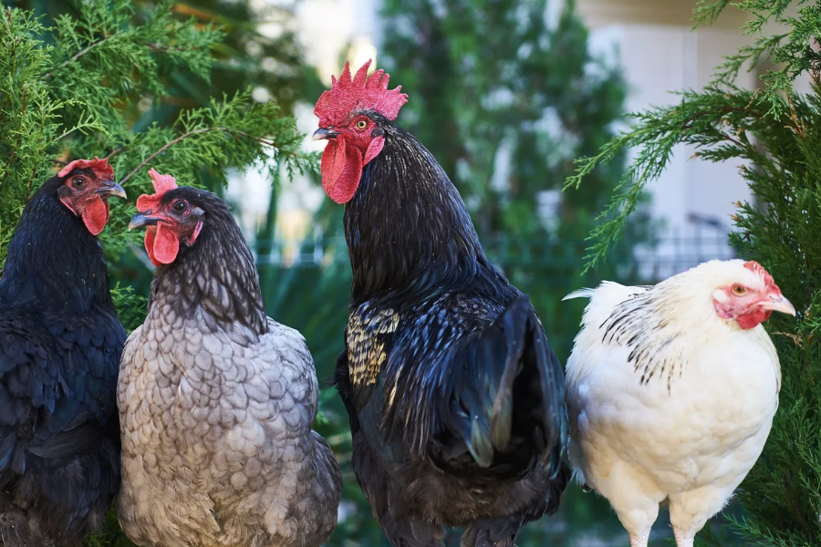 伊沙褐雞的飼料如何搭配，可以提高產蛋效率？