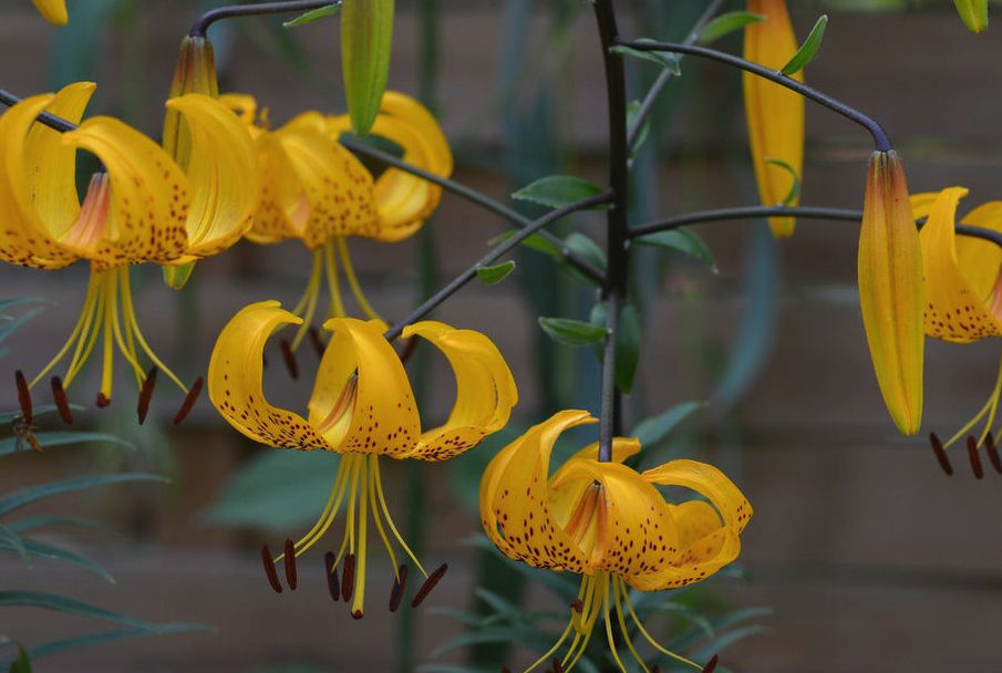 東北百合有哪些形態(tài)特征，花期在什么時(shí)候?