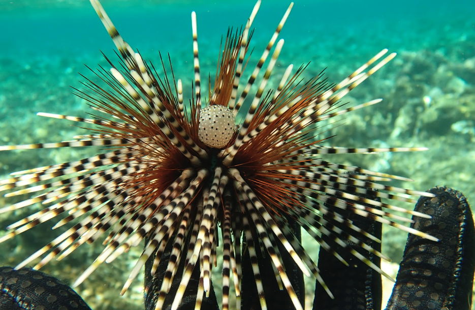 北方球海膽（Echinothrix calamaris）的捕撈通常涉及到潛水員或漁民前往海底，并使