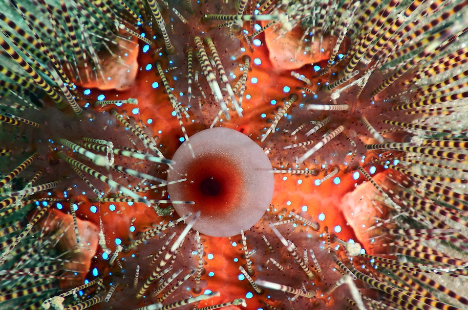 北方球海膽（Echinothrix calamaris）的捕撈通常涉及到潛水員或漁民前往海底，并使