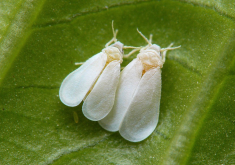 <strong>白粉虱有什么形態(tài)特點和生態(tài)習性?</strong>