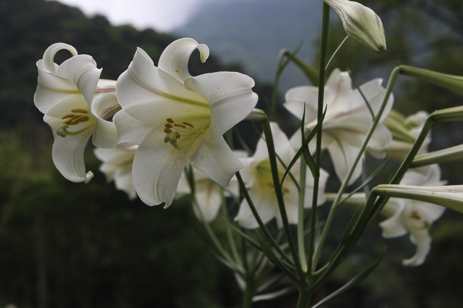 蘭州百合對(duì)種植環(huán)境有哪些要求，耐寒嗎？