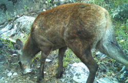 <strong>林麝主要分布在哪些地區(qū)，有哪些飲食習性?</strong>