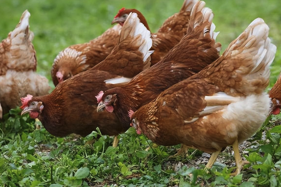 氯化膽堿是什么，加入到雞飼料中有哪些好處？