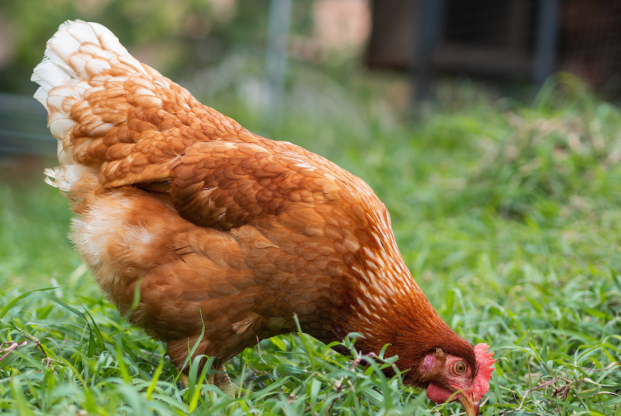 泛酸和煙酸加入雞飼料中有哪些好處?