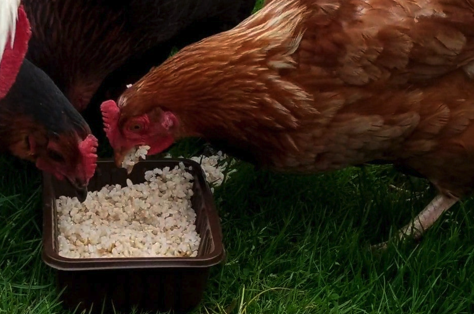 羅斯蛋雞的飼料中加入石粉有哪些好處?