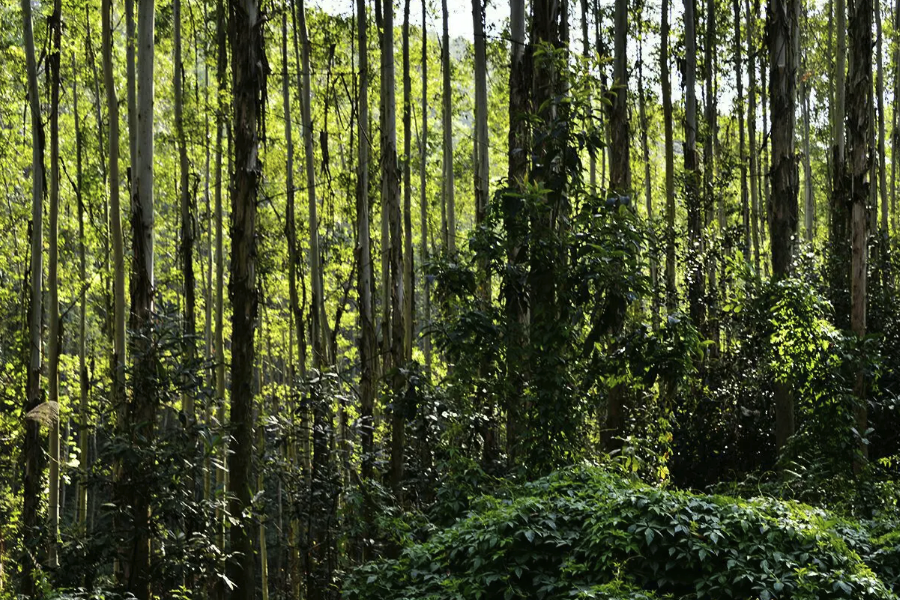 赤桉有哪些生態習性，壽命一般多久？