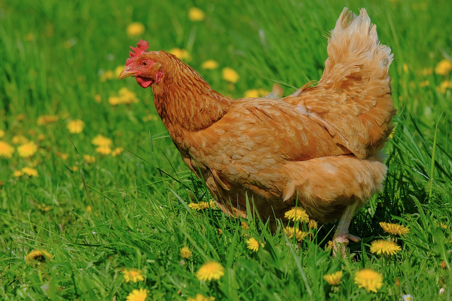 碘化鉀可以添加到雞飼料中嗎，有什么好處？