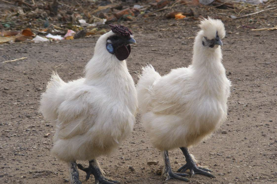 烏雞白鳳丸是如何制作的?