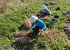 <strong>粘質土壤用來種植晚香玉有什么好處?</strong>