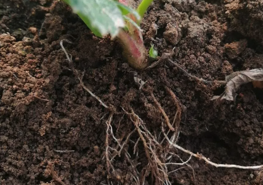 粘質土壤用來種植晚香玉有什么好處?