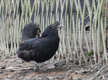 <strong>中國黑鳳雞的血液是黑色的嗎，哪些原因形成的?</strong>