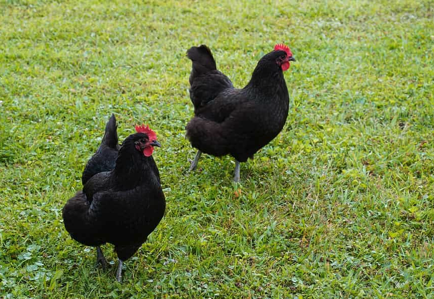 中國黑鳳雞產蛋量怎么樣，有什么營養?