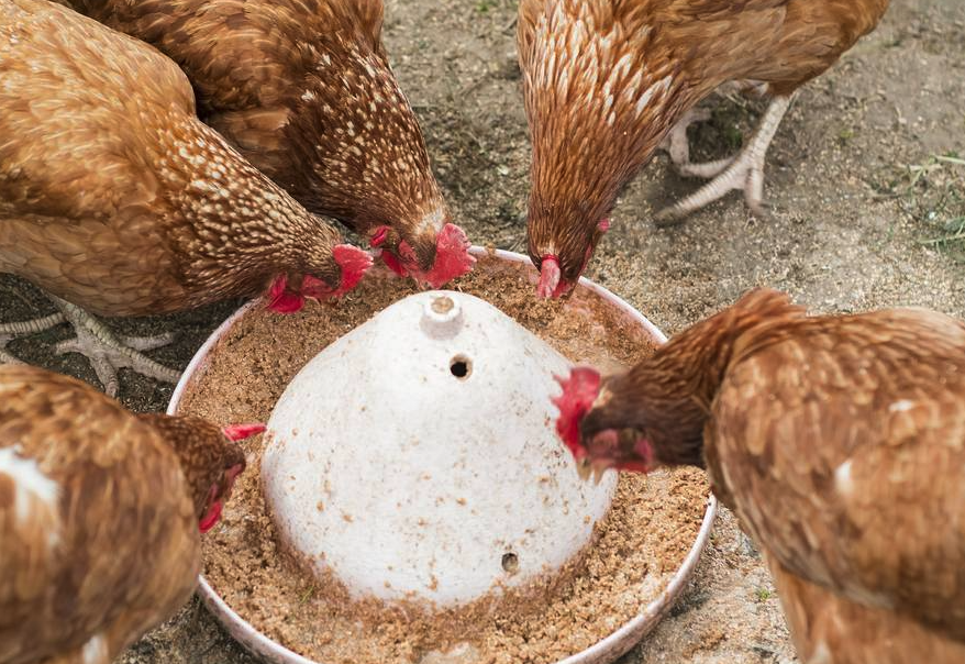 雞飼料中的食鹽應(yīng)該控制在多少最好?