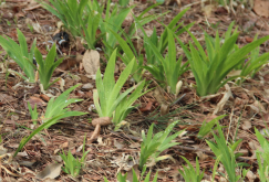 <strong>野鳶尾對(duì)于土壤有哪些要求，耐寒和耐旱性怎么樣?</strong>