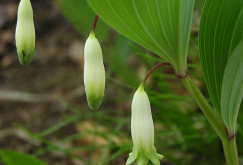 <strong>玉竹有哪些形態(tài)特點，分布在哪些地區(qū)?</strong>