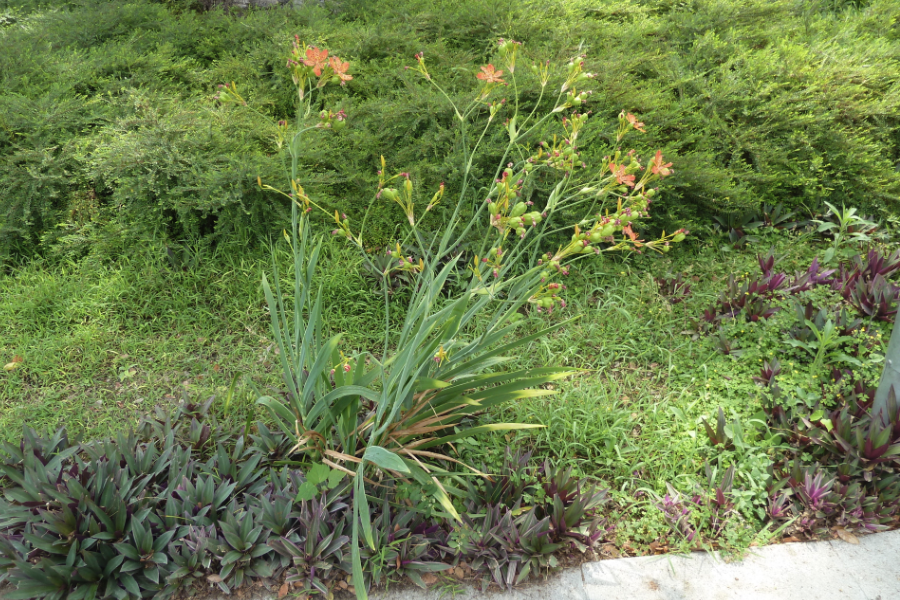 射干是什么植物，有哪些形態特點？