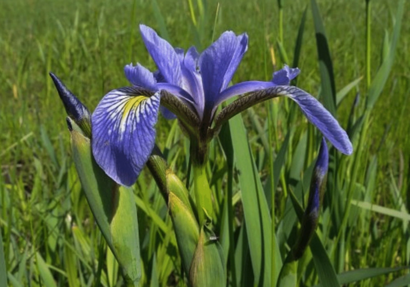 紫花鳶尾培育種子和催芽的方法是什么?