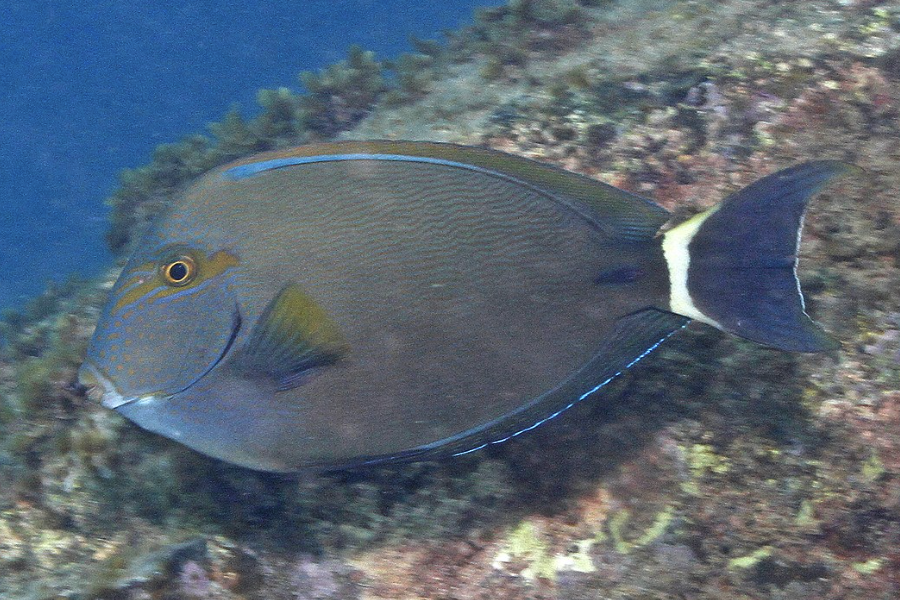 藍鰭刺尾魚有什么營養價值和經濟價值？