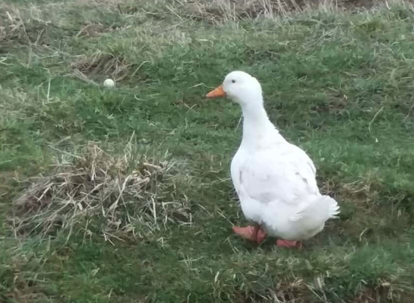 菜籽餅可以飼喂鴨子嗎，有什么好處?