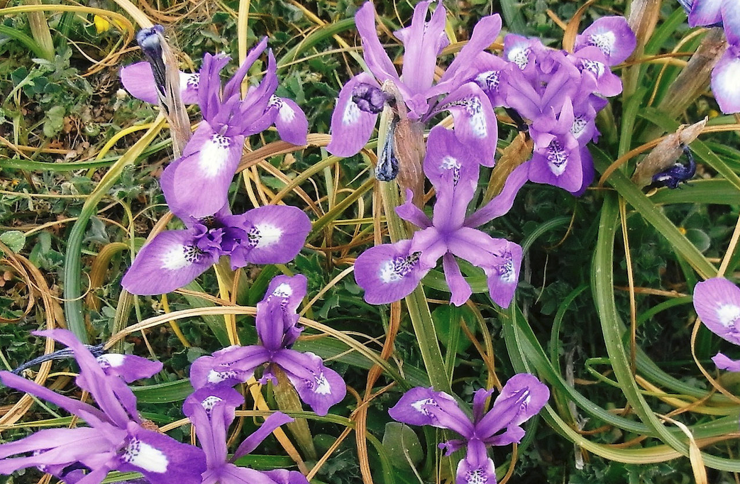 單花鳶尾對土壤和光照有什么要求？