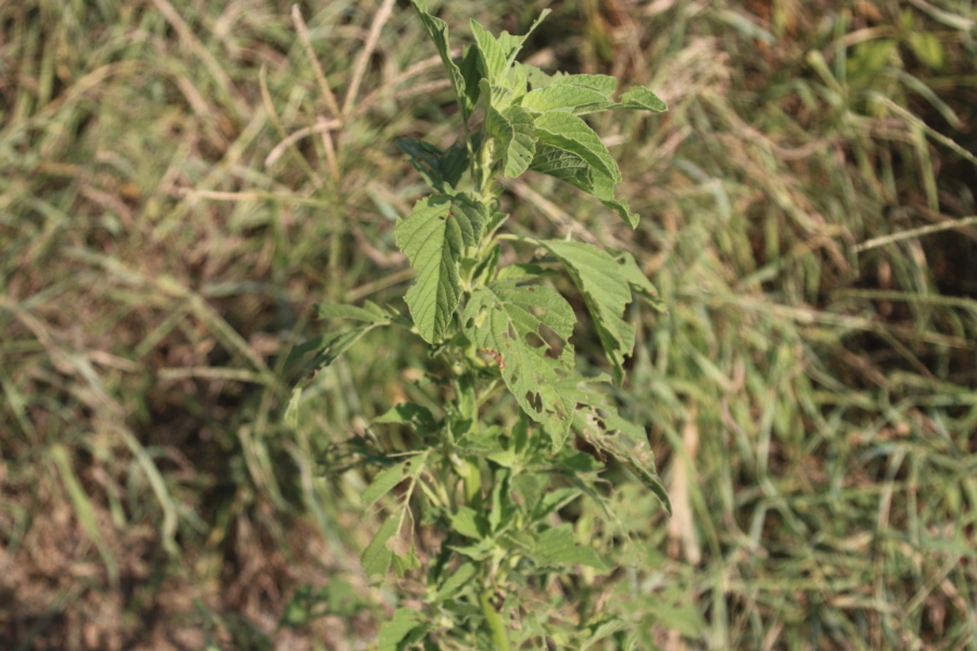 綠穗莧有哪些形態(tài)特點(diǎn)，耐寒性怎么樣？