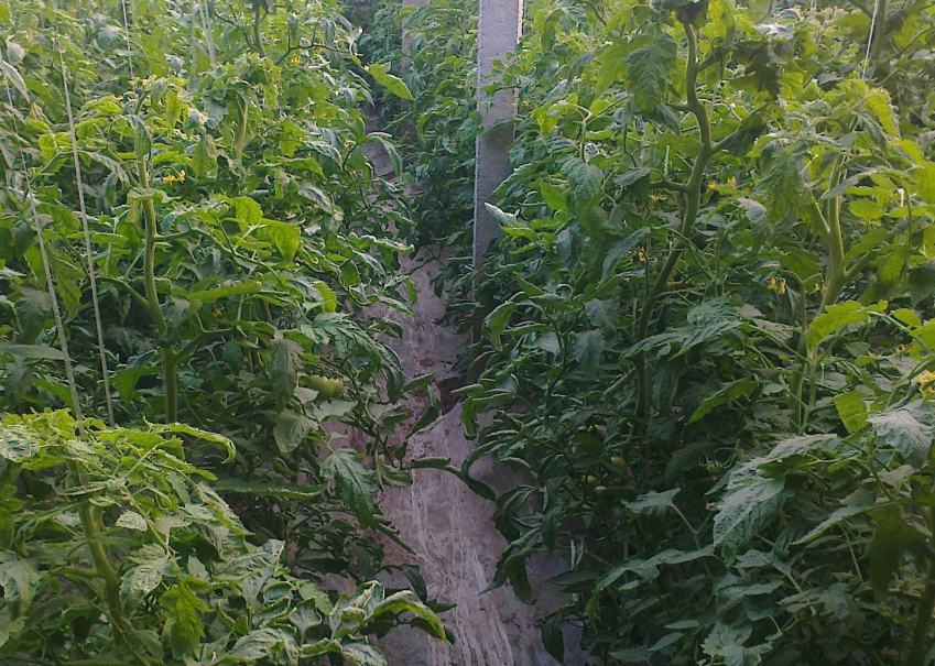 胡麻在大棚種植和露天種植有什么區(qū)別?