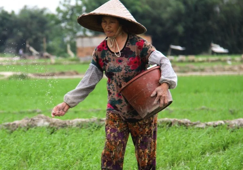 甘露子種植可以用農家肥嗎，有哪些好處?