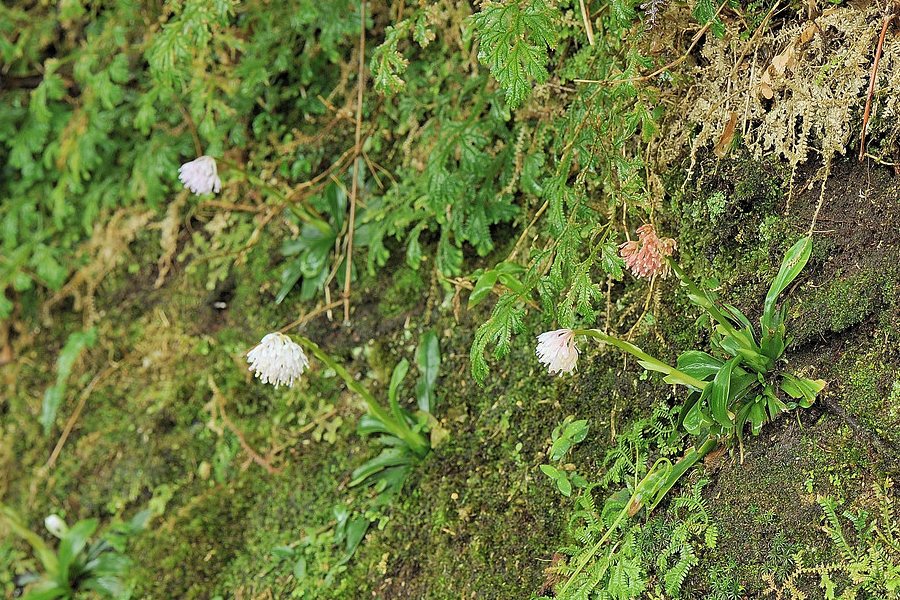 胡麻油是什么植物油，怎么榨取的？