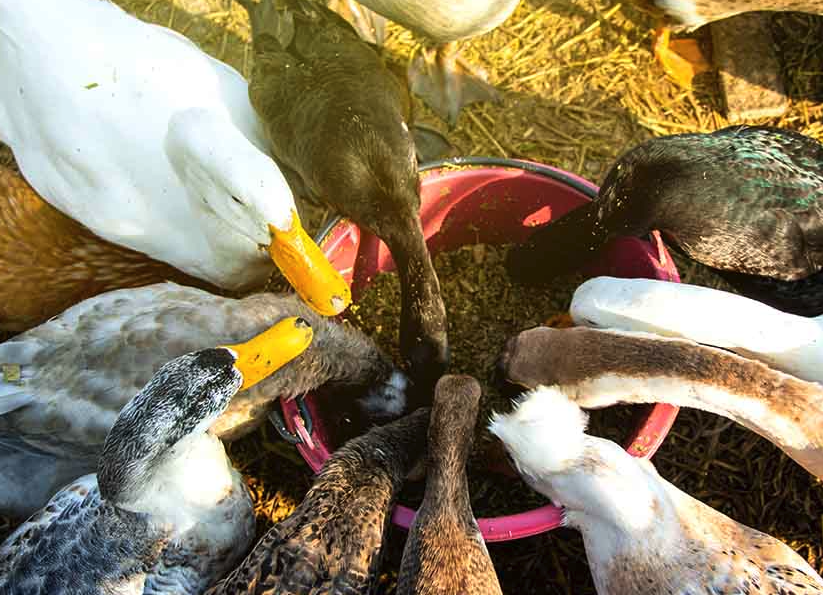 螺獅作為鴨子飼料需要怎么進行處理?