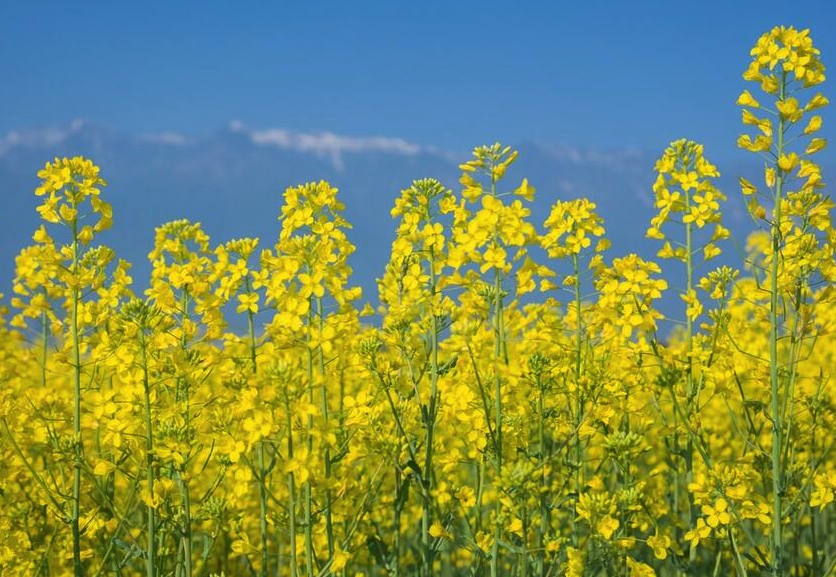 油菜怎么進行花藥培養?