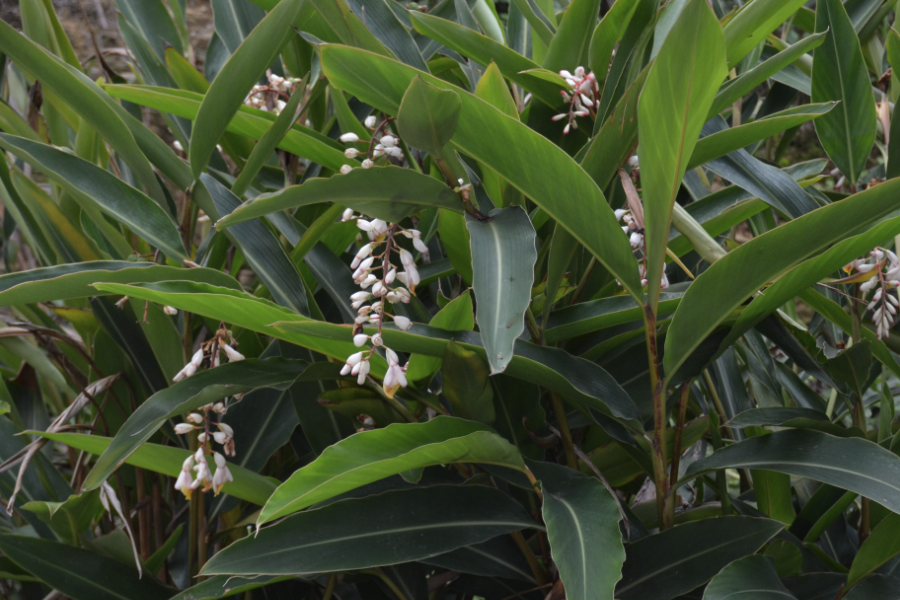 艷山姜是什么植物，有哪些形態(tài)特點(diǎn)?