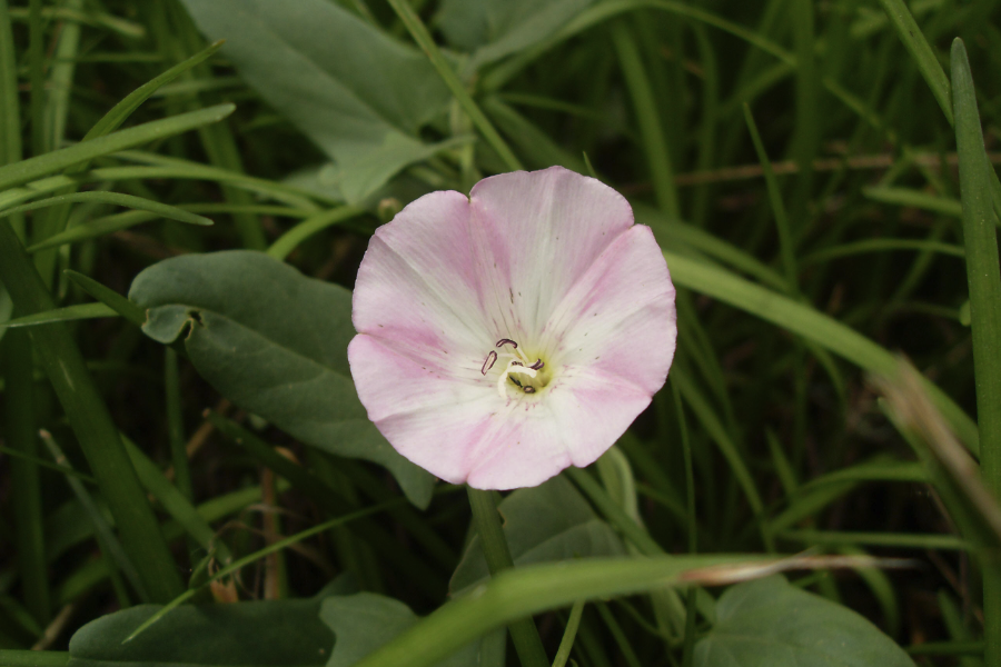 田旋花出現霉菌病是什么原因，怎么防治?