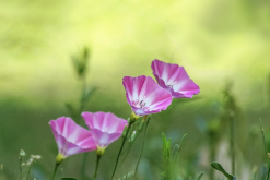 <strong>田旋花的種植方法和注意事項?</strong>