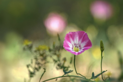 <strong>田旋花對生長環(huán)境有哪些要求，花期在什么時候?</strong>