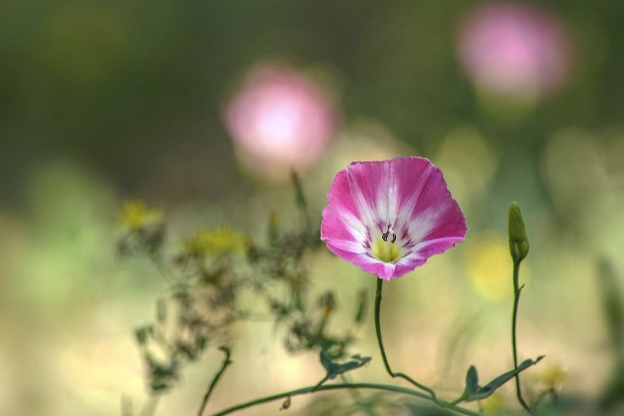 田旋花對生長環(huán)境有哪些要求，花期在什么時候?