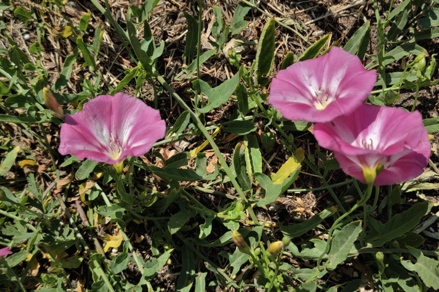 田旋花是什么植物，有什么特點(diǎn)習(xí)性?