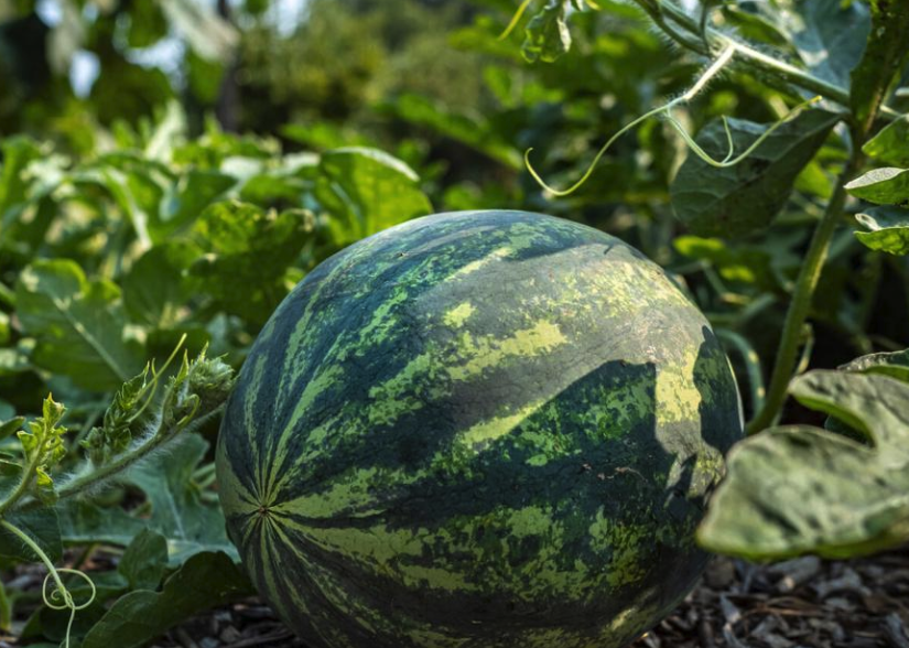 無籽西瓜分化芽的數量和培養基有什么關系?